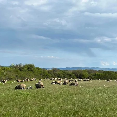 Baladome Дёргиче